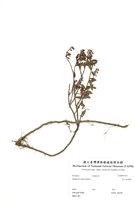 藏品(高山白珠樹)的圖片